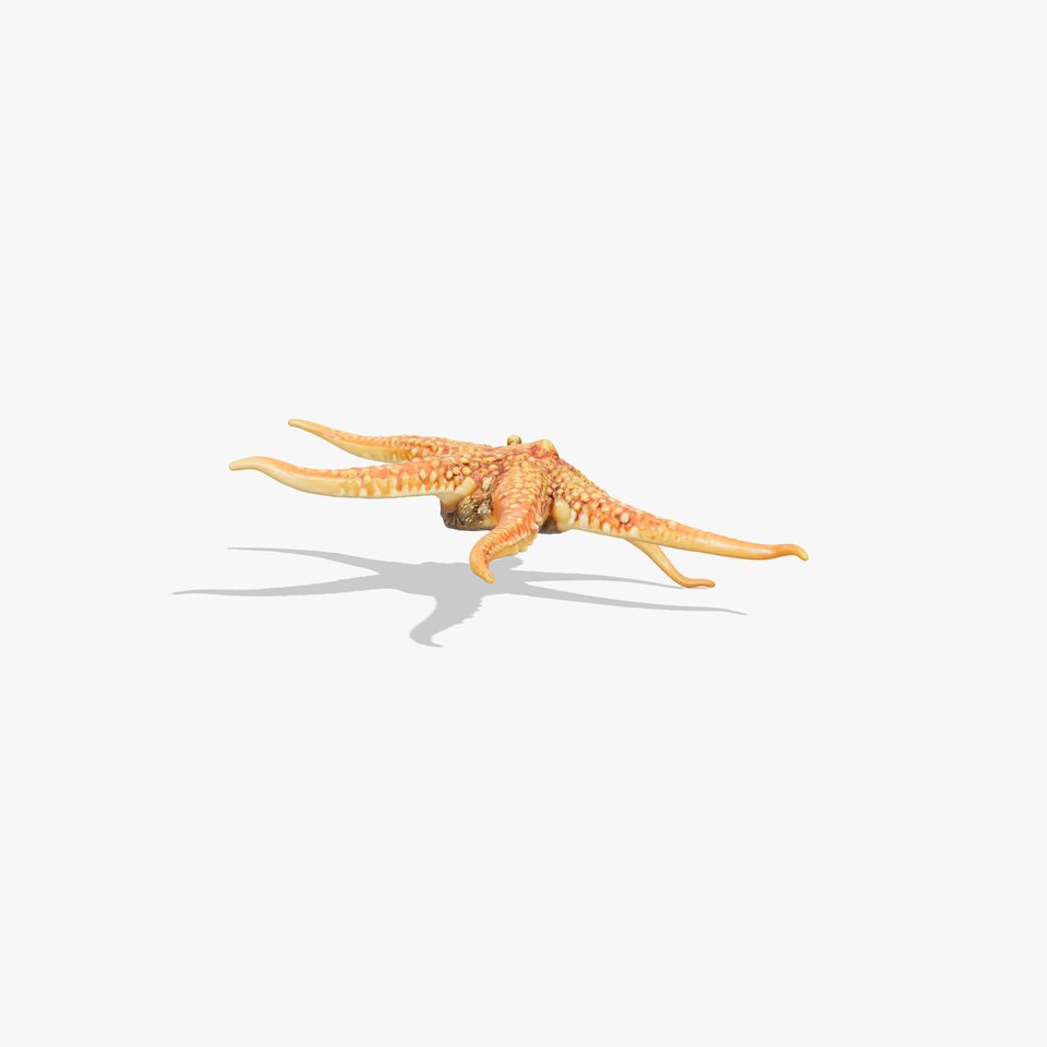 Brittle Star Detailed 3D Model